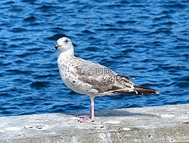 鳥,海鷗,動(dòng)物