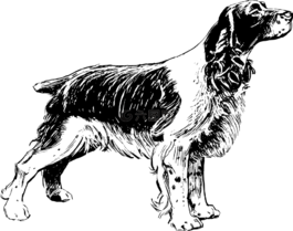狗,動(dòng)物,生物學(xué)