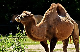 駱駝,動物園,動物