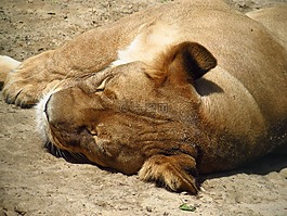 獅子,動物,動物園