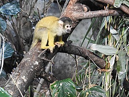 動(dòng)物園,動(dòng)物,?ffchen