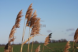 性質(zhì),蘆葦,風