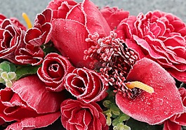 花,玫瑰,花瓣