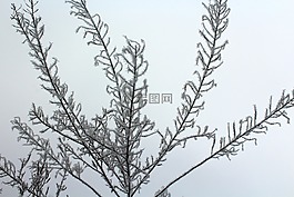 2 月,弗羅斯特,性質(zhì)