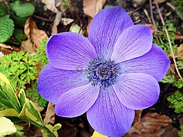 花,自然,紫色
