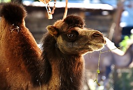 駱駝,動物園,動物