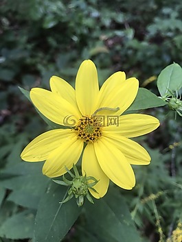 黃色,花,花的