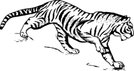 虎,動(dòng)物,生物學(xué)