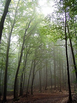 森林,森林路徑,心情