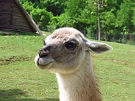 喇嘛,動物,動物園