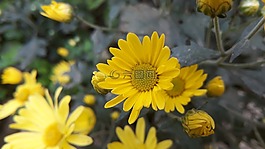 花,自然,植物區(qū)系