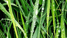 草本植物,露水,大自然