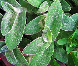 羊耳,植物,叶子