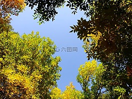 森林,樹木,性質(zhì)