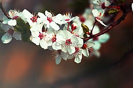 樹,鮮花,悲傷