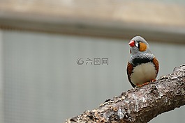 鳥,等待,為