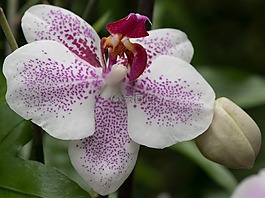 蘭花,宏,花