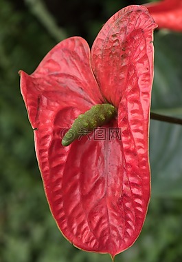 花,宏,紅色