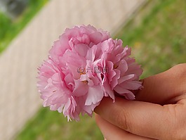 手,花卉,粉紅色