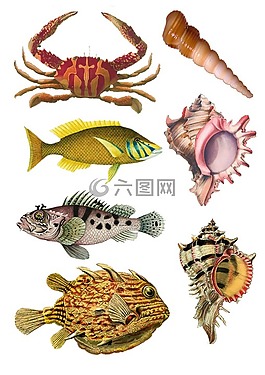 魚,拼貼畫,釀酒