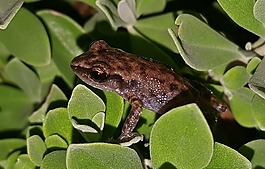 青蛙,里奥格兰德啁啾青蛙,froglet