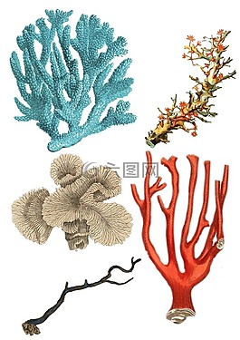 珊瑚,拼貼畫,釀酒