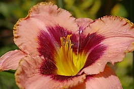 花,黃花菜,百合