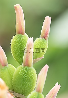 鮮花,植物,花