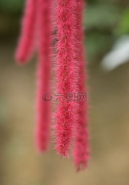 鮮花,植物,花