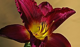 花,黃花菜,百合