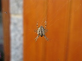 蜘蛛,aranéides,畫布