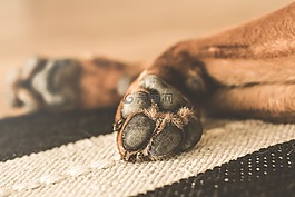 動(dòng)物,狗,馴化