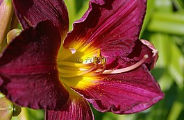 花,黃花菜,百合