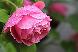 花,自然,玫瑰