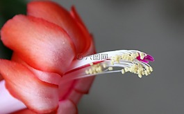 復(fù)活節(jié)仙人掌,開(kāi)花,花朵