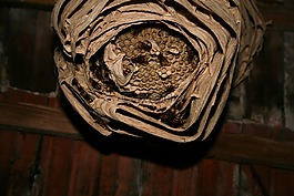 大黄蜂,hornissennest,雕刻