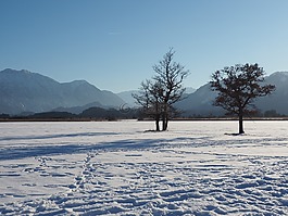 冬天,雪,树木