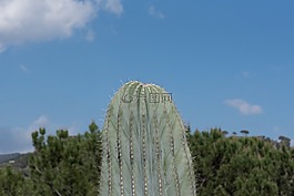 植物,野生,性質(zhì)