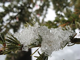 松,雪,宏