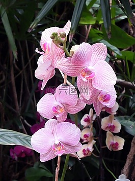 蘭花,鮮花,豐富多彩