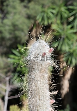 植物,野生,性質(zhì)
