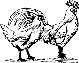 公雞,母雞,家禽