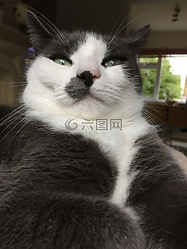 灰色的猫,可爱,猫的