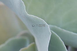 植物,野生,性質(zhì)