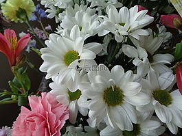 鮮花,花瓣,自然