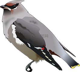 鳥(niǎo),動(dòng)物,羽毛