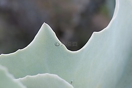 植物,野生,性質(zhì)