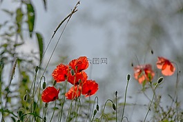 罌粟,字段,草地