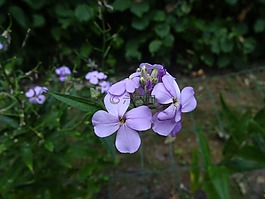 花卉,鮮花,紫色