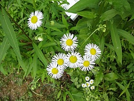 夏天,花卉,白
